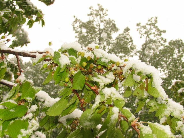 Kirschen im Schnee: Rund um Neuhaus blieb es nicht nur bei Minustemperaturen. | Foto: Franz Lendl