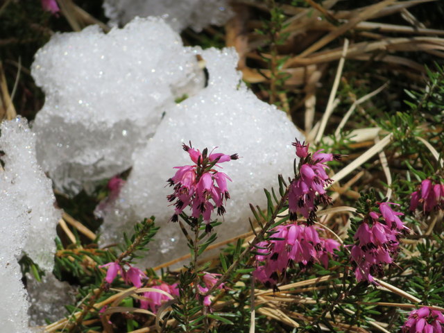 Die üppig blühende Schnee-Heide macht ihrem Namen dank der letzten Wetterkapriolen alle Ehre ;)