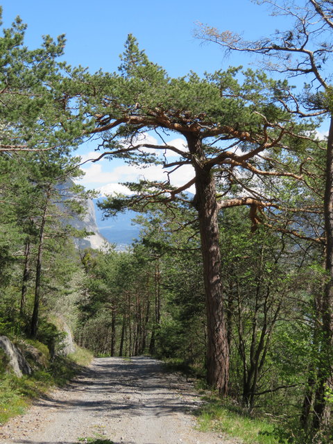 Auf dem Weg Richtung Tal kann man zwischen den Wipfeln knorriger Föhren in der Ferne die Martinswand erkennen
