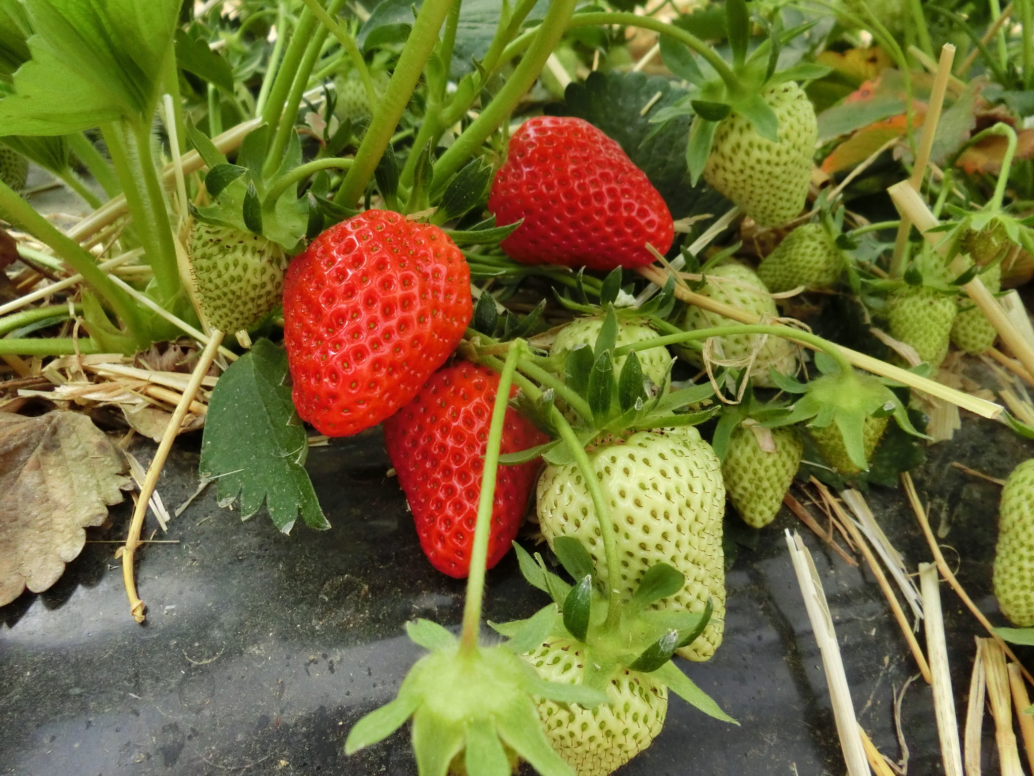 Reife Erdbeeren am 1. Mai - Reutte