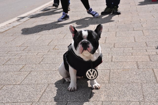 Selbst die Hunde werden zu VW-Fans | Foto: Gemeinde Reifnitz