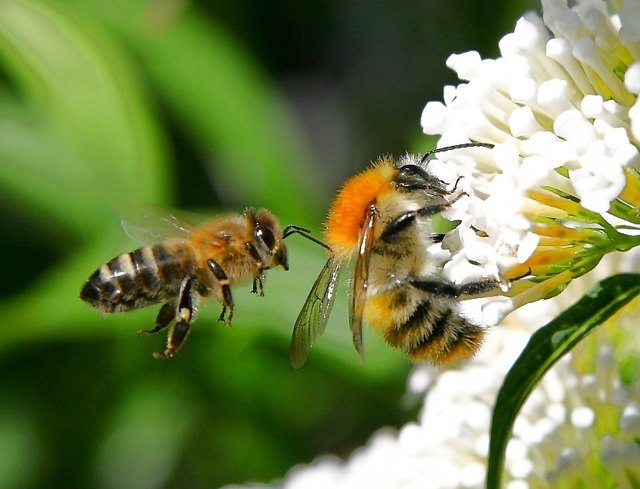 Foto: Naturschutzbund