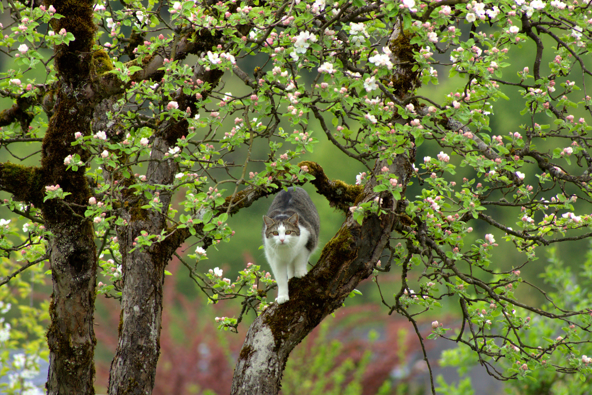 Die Bäume in Nachbars Garten tragen interessante Blüten.... ;) Liezen