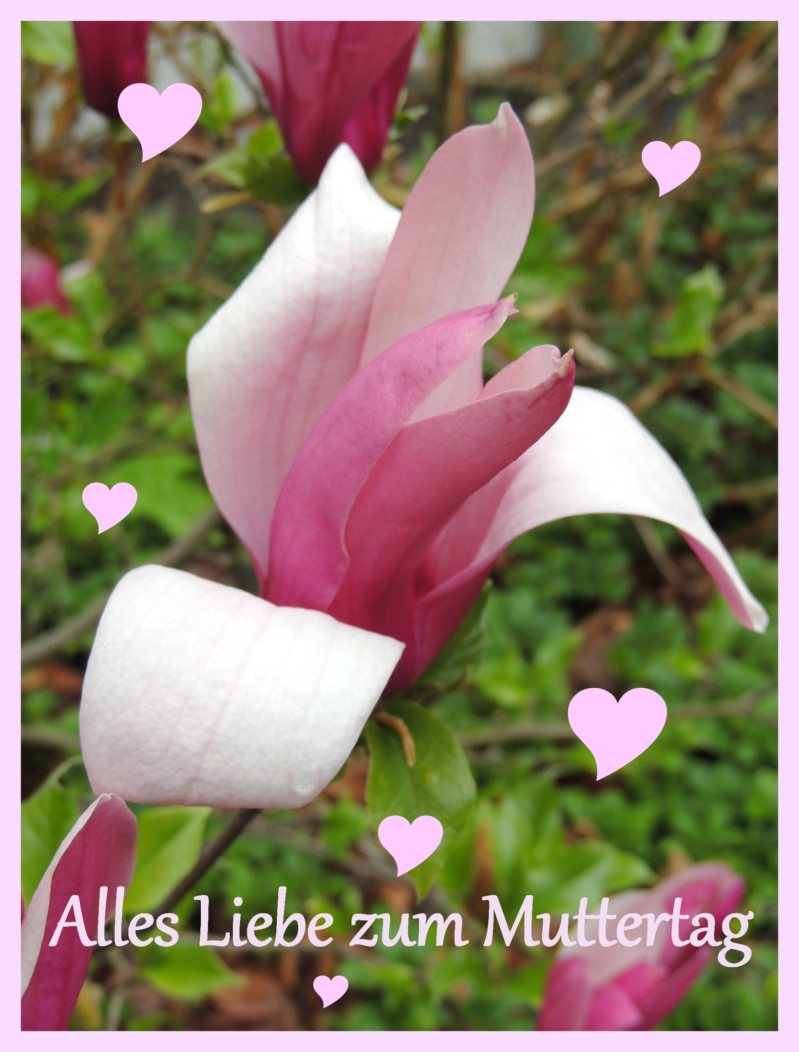 Allen Müttern unter euch einen schönen Muttertag und den anderen einen