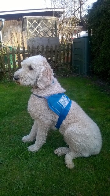 Labradoodle Keks: diesen Hund einfach eintauschen - kann man so etwas einem Kind zumuten? | Foto: C. Pesch