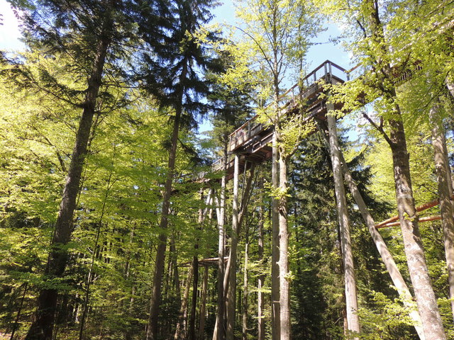 im Bayrischen Nationalpark ,Baumwipfelpad