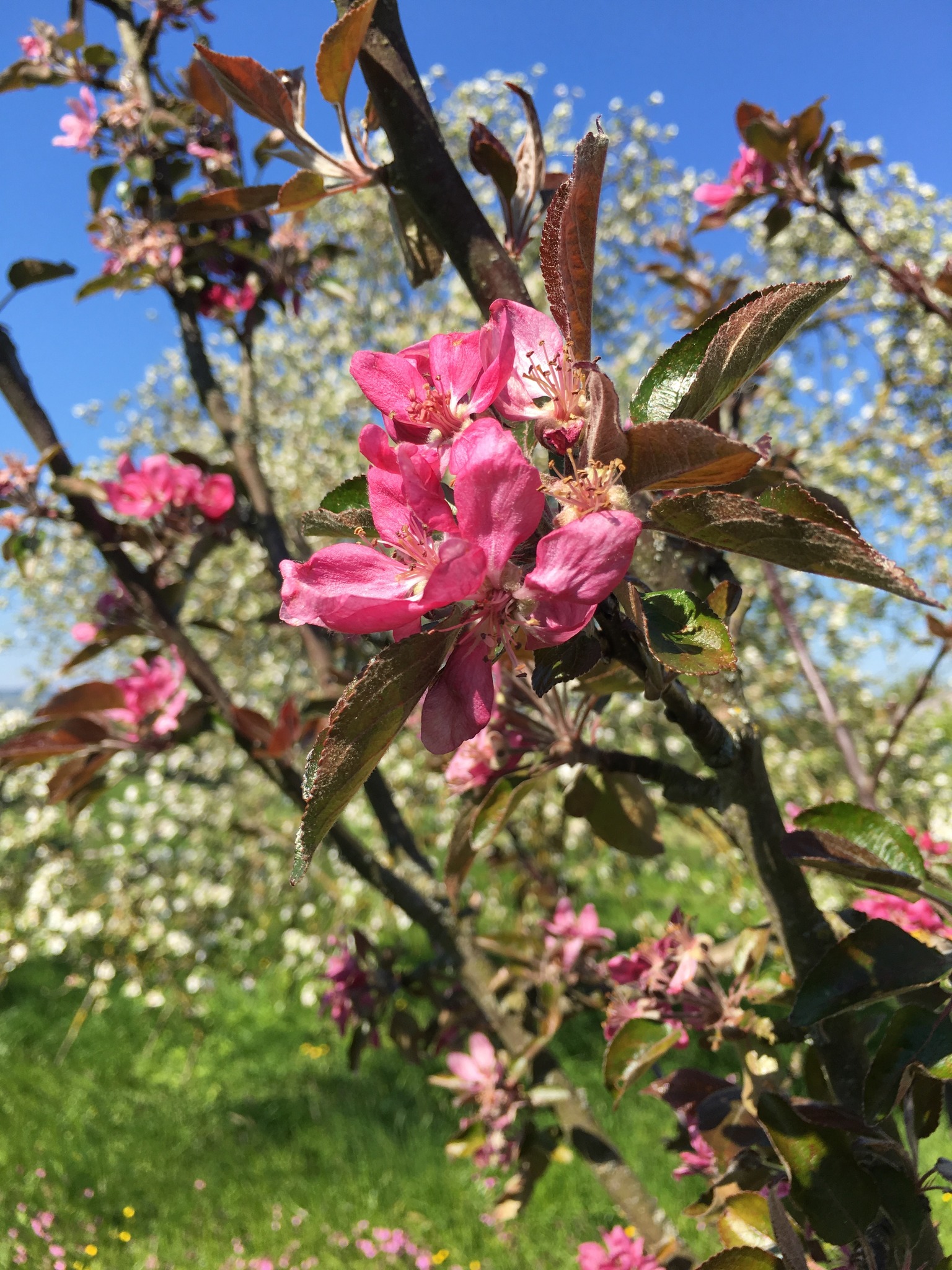 Eisheilige Die Kalte Sophie Konnte Uns Am 15 Mai Frost Bescheren