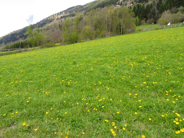 Die Felder goldgelb, Bienen in Vollbeschäftigung...