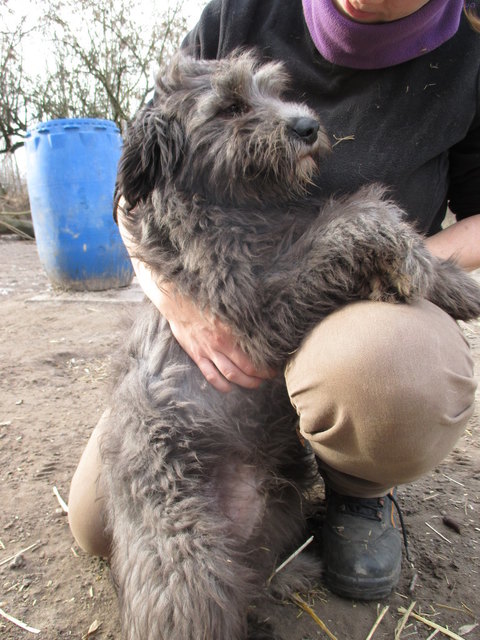 So sieht der entlaufene Hund aus. | Foto: Tierheim Hallein
