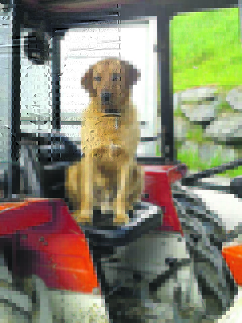 „Rexi“ aus St. Lambrecht springt immer als Erster in den Traktor, damit Herrchen Hermann nicht ohne ihn fährt.