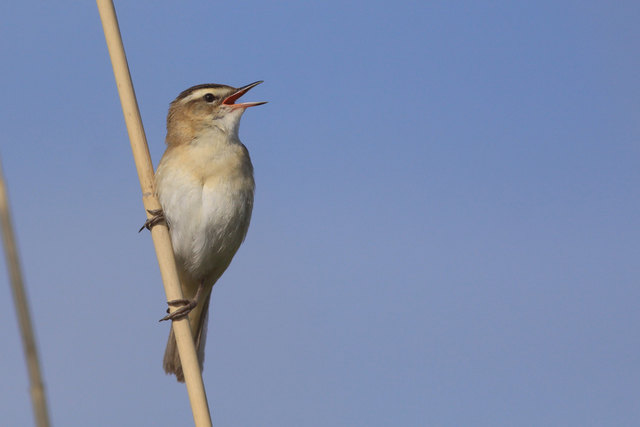 Foto: BirdLife/Christoph Roland