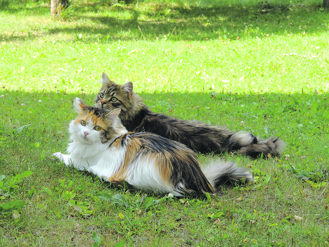 Nur mit Bruder „Kater“ fühlt sich die helle „Minki“ richtig wohl. Die beiden Schönheiten kommen aus Krakau.