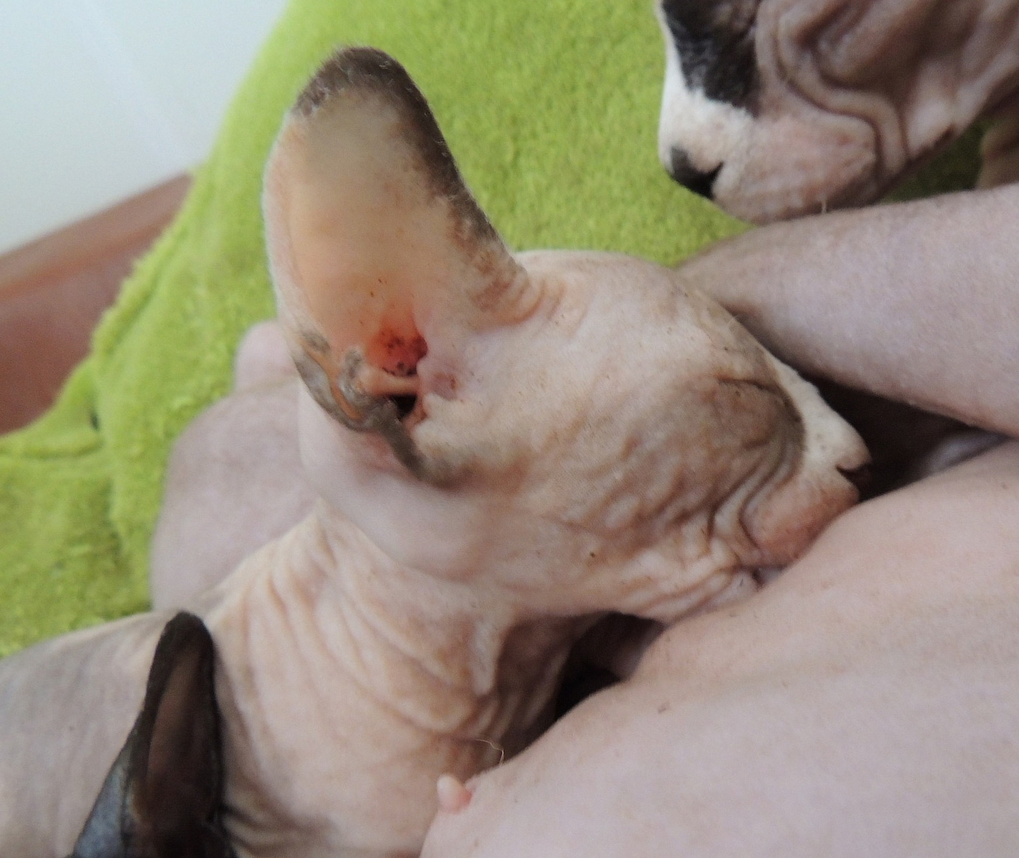 Sphynx katze kaufen österreich