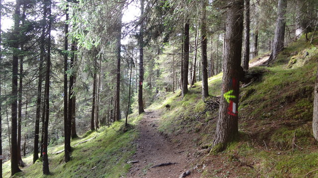 Im Schatten der Nadelbäume - was wächst da?