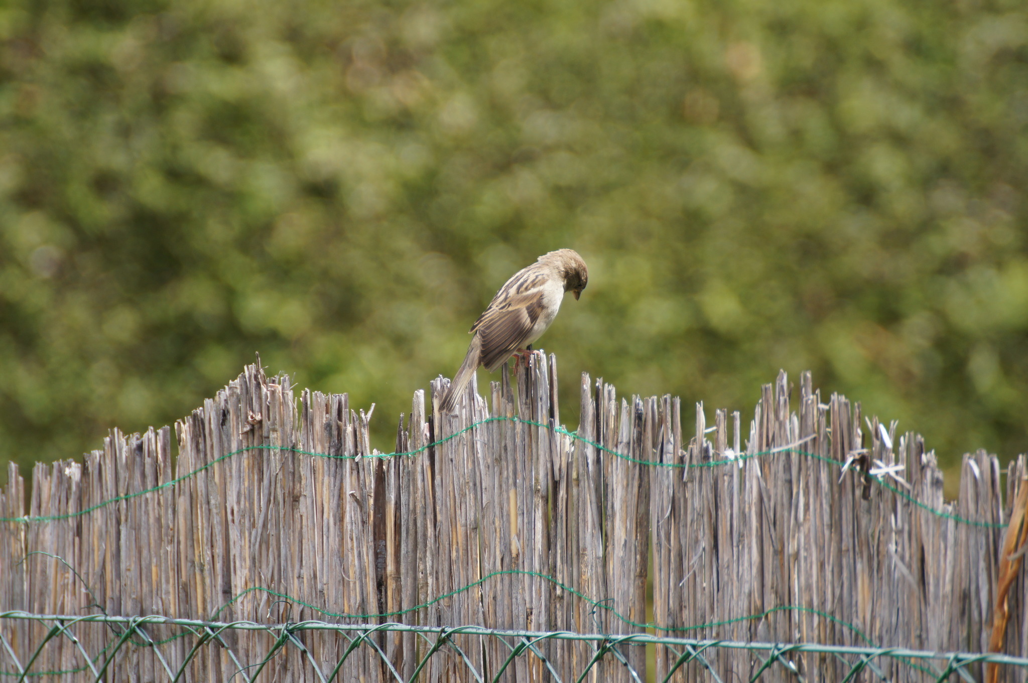 Vogel im Frühjahr am zaun - Lavanttal