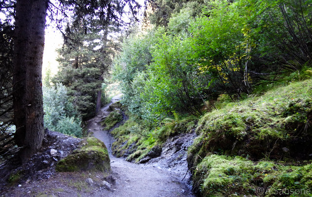 Steig durch den Wald