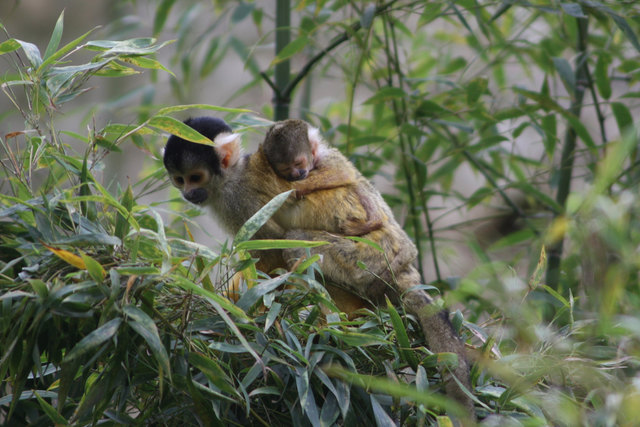Im Salzburger Zoo haben drei Tiere kurz hintereinander Nachwuchs bekommen. | Foto: Zoo Salzburg
