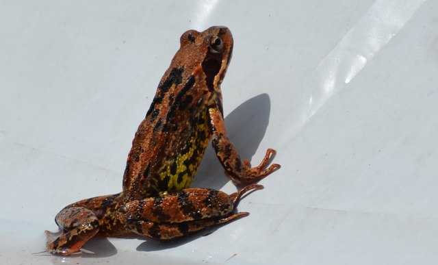 Leider weiß ich nicht welcher Frosch das ist. Es würde mich aber sehr interessieren.