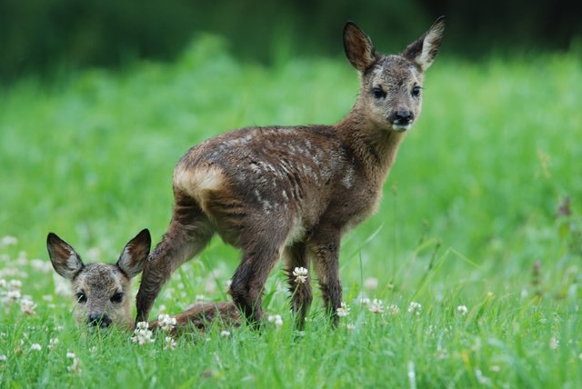 Auch wenn Rehkitze allein in der Natur sitzen, brauchen sie keine menschliche Hilfe. Die Geiß kommt alle zwei Stunden.