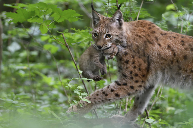 Ein kleiner Luchs im Tiergarten Schönbrunn - Hietzing