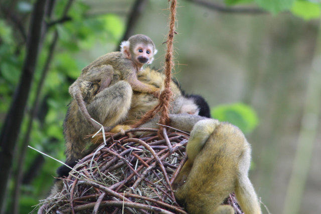 Im Salzburger Zoo haben drei Tiere kurz hintereinander Nachwuchs bekommen. | Foto: Zoo Salzburg