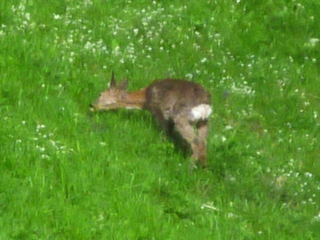 Frühstück in freier Natur