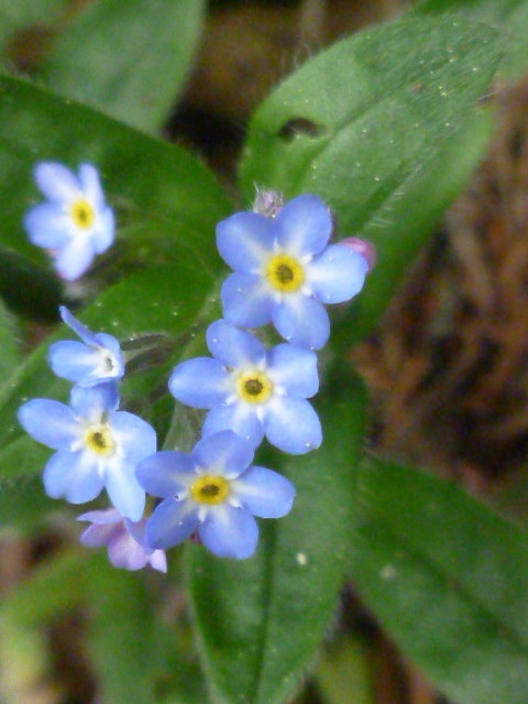 Vergissmeinnicht - eine bezaubernde Blume