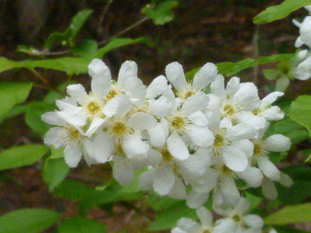 Kirschblüte - mit berauschender Eleganz