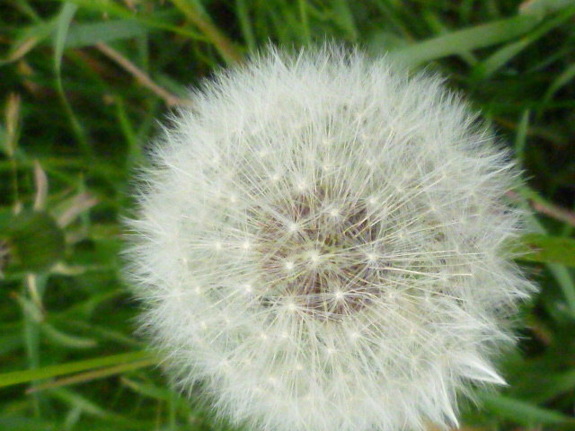 Pusteblume