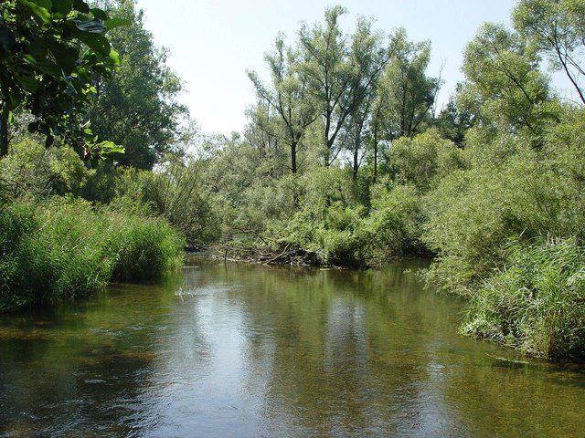 Unberührte Natur kann man in Linz entdecken, etwa in den Auwäldern im Süden der Stadt. | Foto: Botanischer Garten