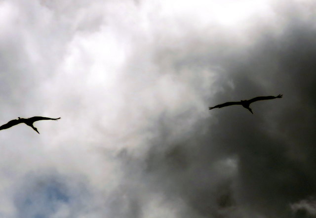 Im Raum Feistritz/Drau wurde dieses äußerst scheue Schwarzstorchenpaar mehrmals beim Überflug gesichtet. Ein erwachsener Vogel erreicht eine Gesamtlänge von durchschnittlich 100 cm, ein Gewicht von knapp drei Kilogramm und eine Flügelspannweite von fast z