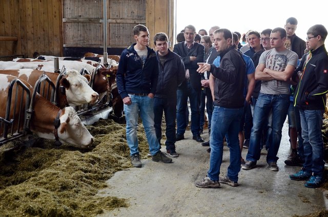 Im Laufstall von Hannes Schober gehen die Kühe durchschnittlich drei Mal zum Melkroboter. Die durchschnittliche Milchmenge am Tag beträgt 2200 Liter. | Foto: Bauernbund