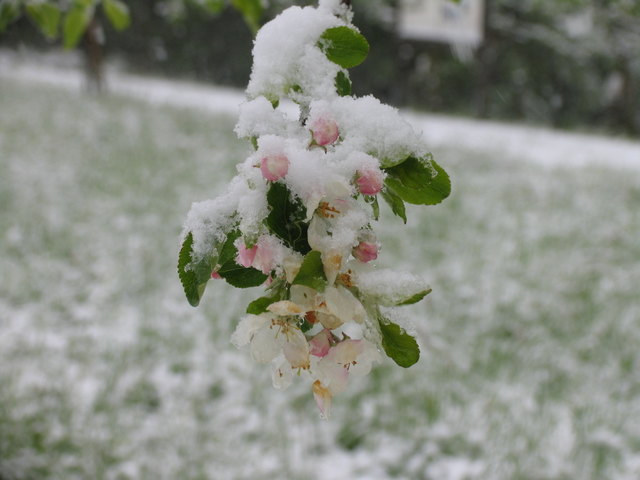 Frost und Schnee haben Ende April im Südburgenland große Schäden verursacht. | Foto: Hans Lendl