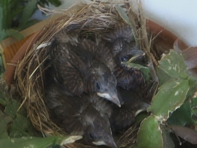 Die Amselküken im Blumentopf am Balkon wachsen kräftig.