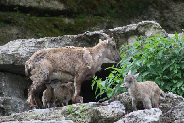 Das Talent, auch im extrem felsigen Gelände trittsicher unterwegs zu sein, wird Steinbock-Babys in die Wiege gelegt. | Foto: Zoo Salzburg