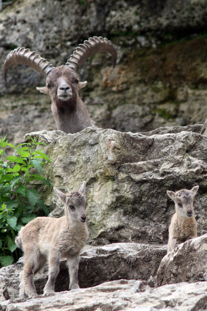 Das Talent, auch im extrem felsigen Gelände trittsicher unterwegs zu sein, wird Steinbock-Babys in die Wiege gelegt. | Foto: Zoo Salzburg