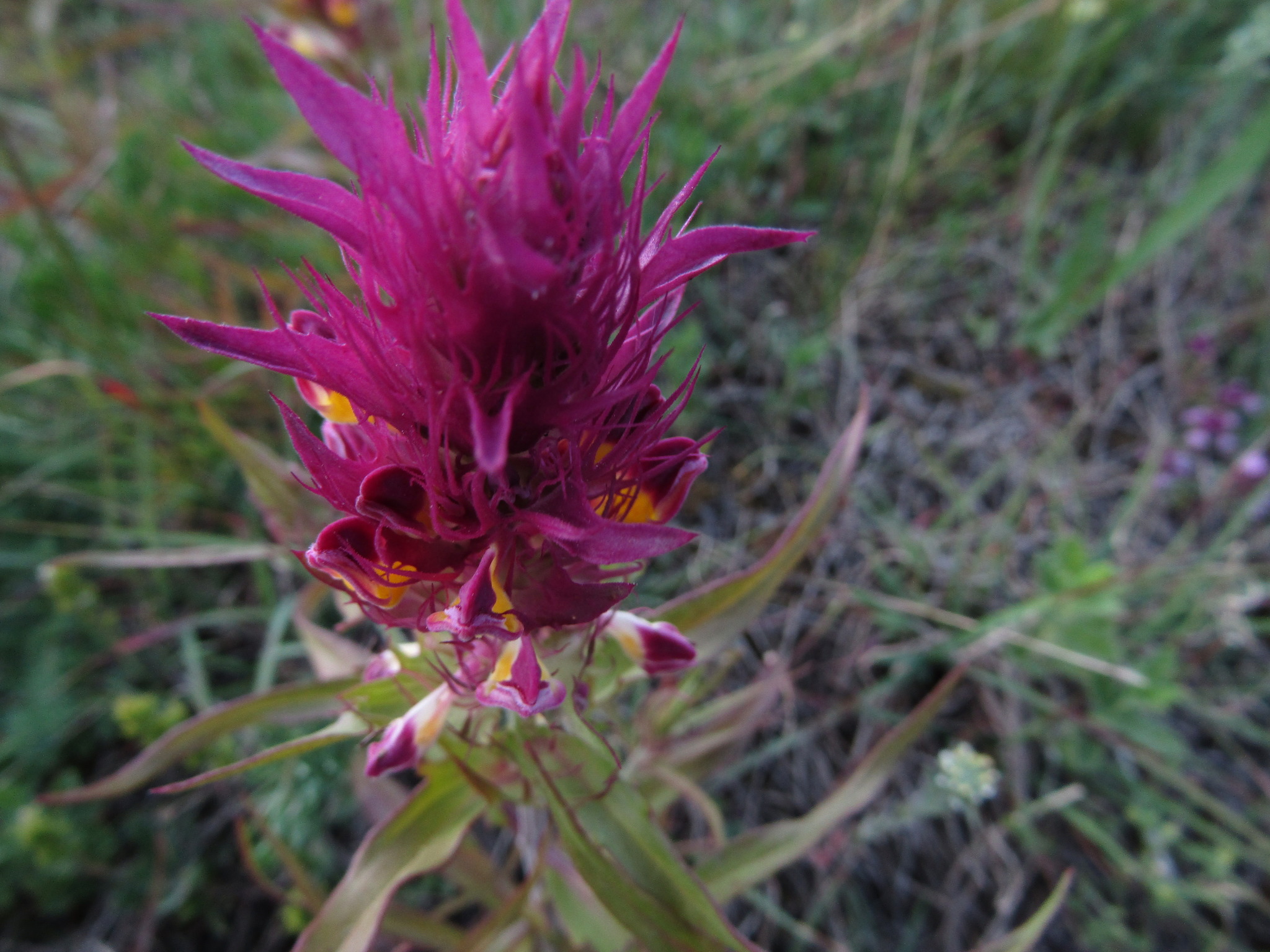 AckerWachtelweizen Der AckerWachtelweizen ist eine formenreiche