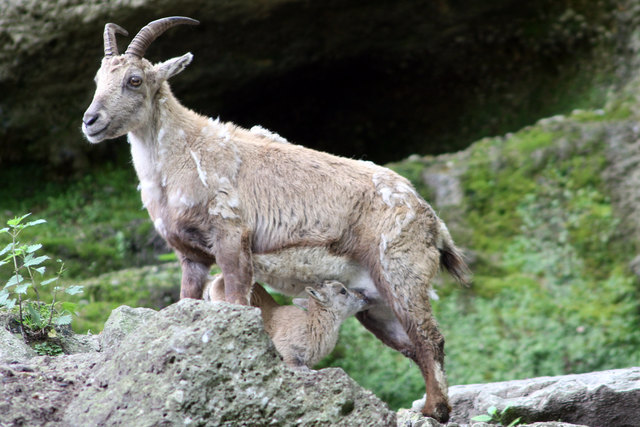 Das Talent, auch im extrem felsigen Gelände trittsicher unterwegs zu sein, wird Steinbock-Babys in die Wiege gelegt. | Foto: Zoo Salzburg