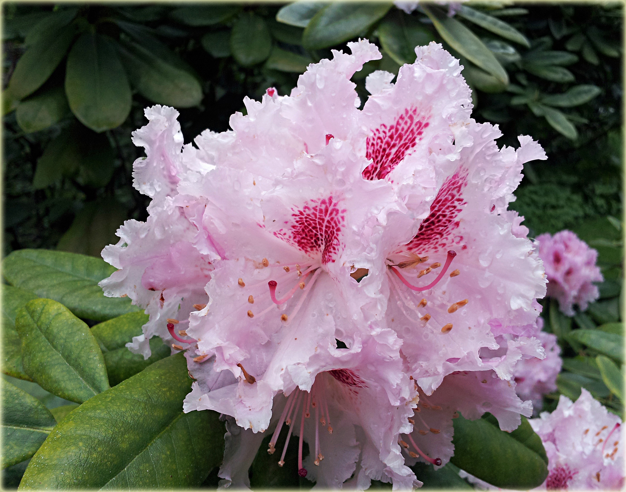 Rhododendron im Regen - Salzburg-Stadt