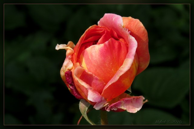 .., speziell die Redaktionen von Penzing, Ottakring und Hernals, die meine Fotos vom Bahnhof Ottakring und dem Mosaik auf der Hernalser Hauptstraße so gelungen fanden, dass sie sie vorige Woche in die Druckausgabe aufnahmen. Dankeschön!