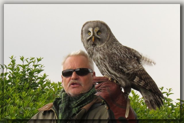 Die Nachtgreifvögel sind besondere Publikumslieblinge