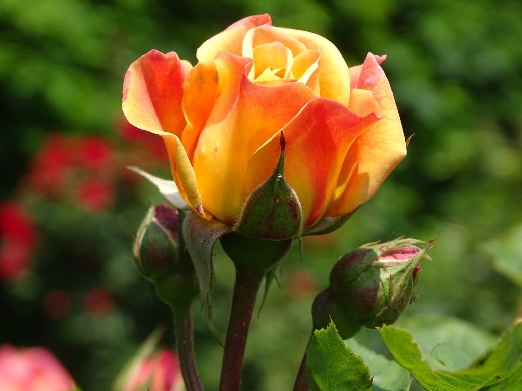 Die Rosen Kommen Der Wiener Volksgarten Bluht Auf Ottakring