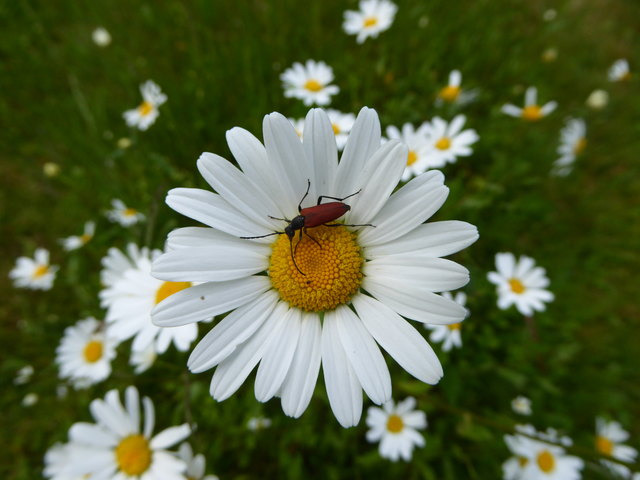 Margarite Thema auf meinbezirk.at
