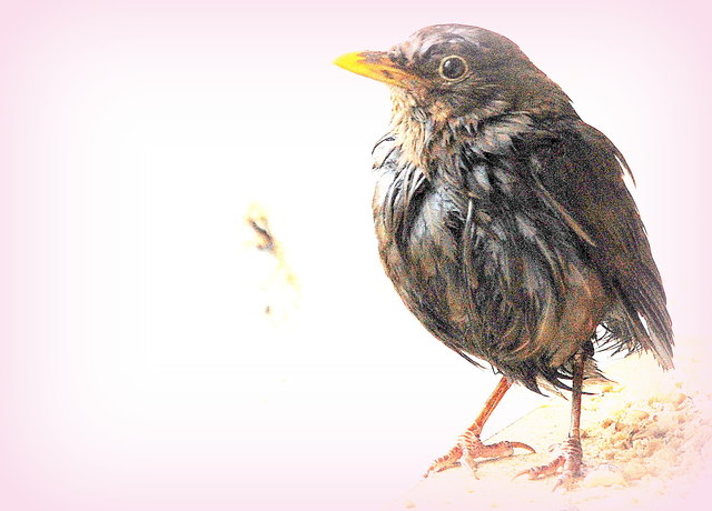 Besuch auf meiner Loggia