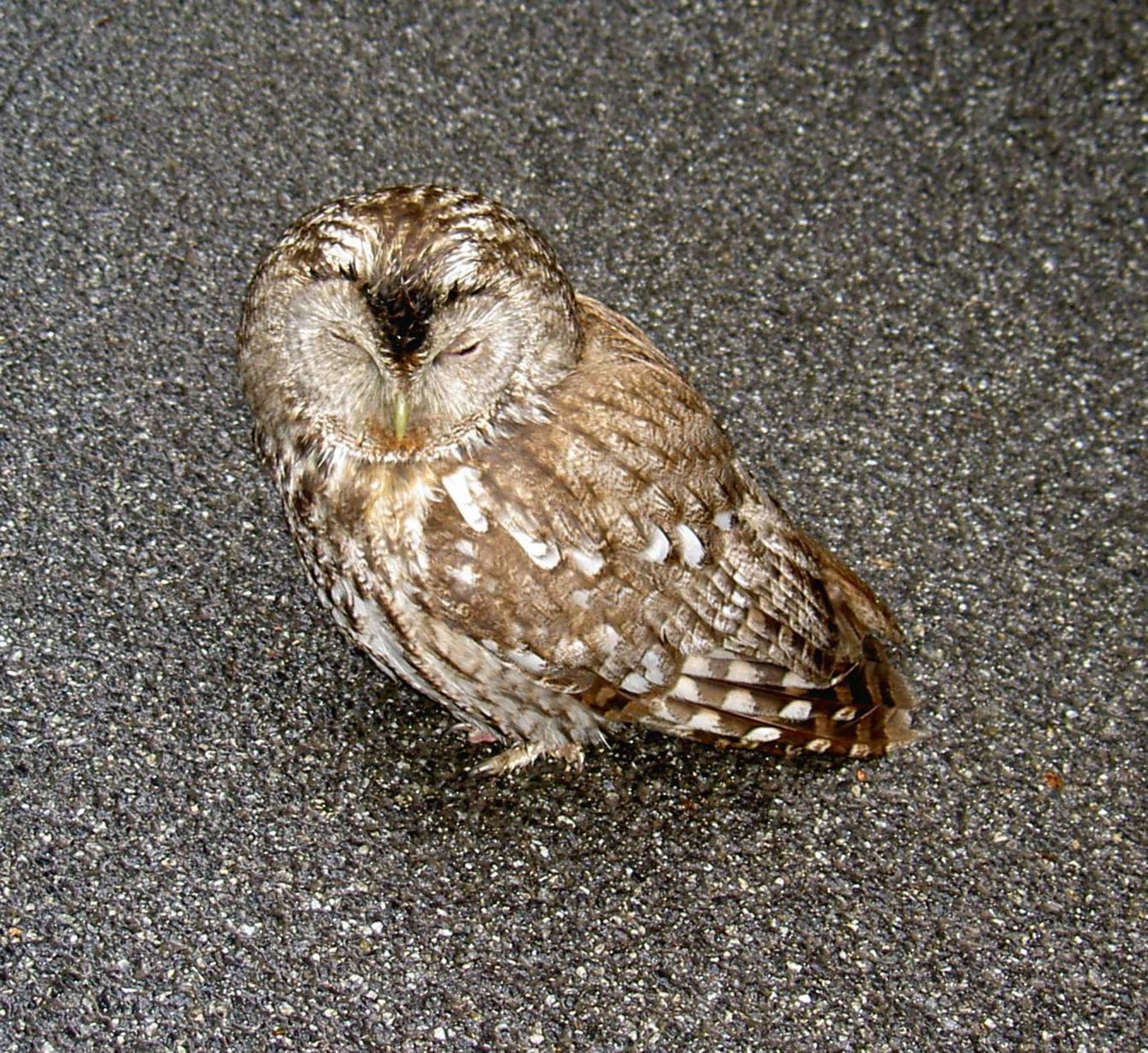 Unterschied Zwischen Uhu Und Eule Uhu oder Eule - Gmünd