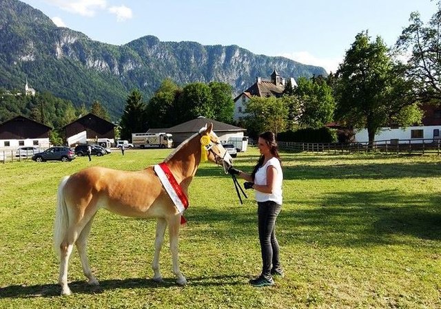 TAIOMY nach liz. 431/T Woodland, Züchter und Besitzer: Familie Schranz Franz, Kauns