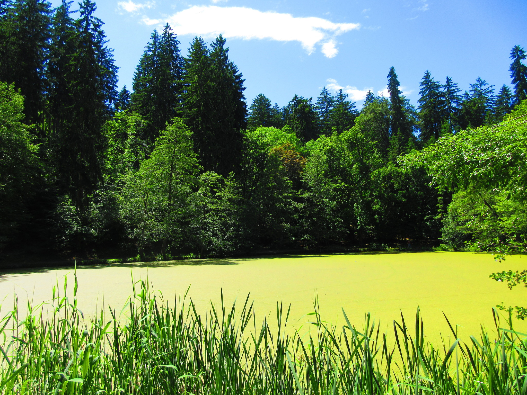 gelber Teich Villach