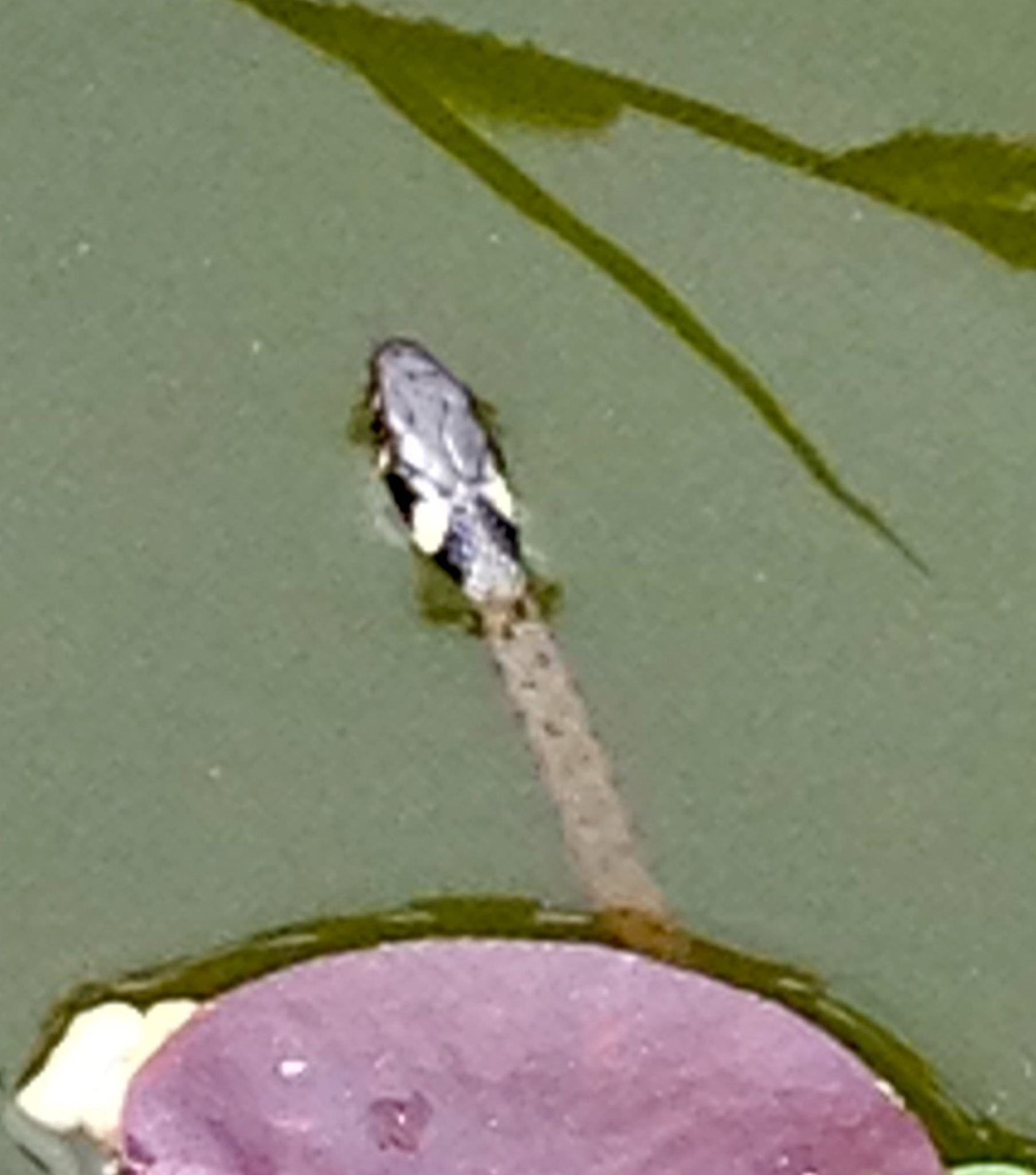 Ringelnatter im Gartenteich Lungau