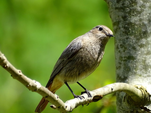 Vollbildmodus - und das Vögelchen sitzt direkt in deinem Bildschirm ;-)