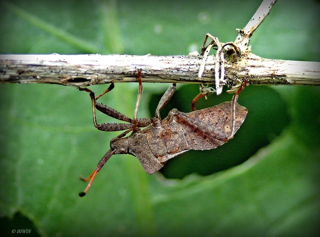.... bringt vielleicht eine andere Sicht :-) Diese Saumwanze versucht es gerade ........ Vollbild bitte